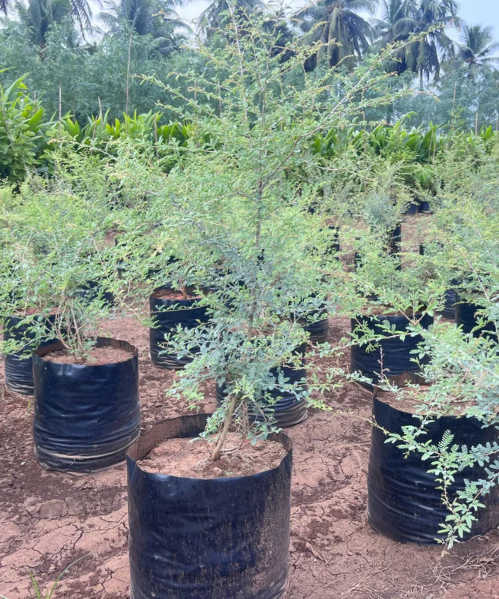 Khejri Tree, Jand Plant, Ghaf Tree, Prosopis cineraria, Avenue Tree, Timber Tree, Ornamental Tree, Bagwani Nursery, Wholesale Plant Supplier, Wholesale Plant Nursery, Nursery in India, Landscaping Company in India, Plant Exporter in India 