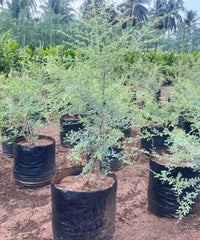 Khejri Tree, Jand Plant, Ghaf Tree, Prosopis cineraria, Avenue Tree, Timber Tree, Ornamental Tree, Bagwani Nursery, Wholesale Plant Supplier, Wholesale Plant Nursery, Nursery in India, Landscaping Company in India, Plant Exporter in India 