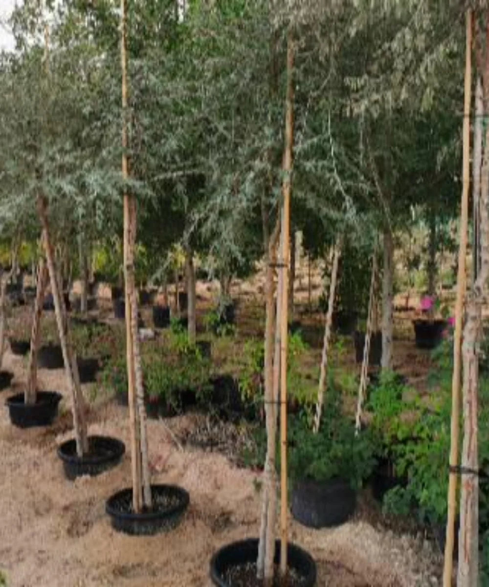 Khejri Tree, Jand Plant, Ghaf Tree, Prosopis cineraria, Avenue Tree, Timber Tree, Ornamental Tree, Bagwani Nursery, Wholesale Plant Supplier, Wholesale Plant Nursery, Nursery in India, Landscaping Company in India, Plant Exporter in India 