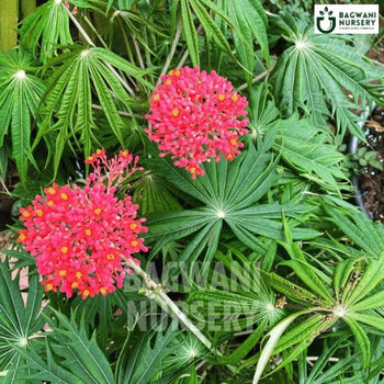 Jatropha Multifida, Jatropha Multifida plant, Coralbush Tree, Jatropha Multifida Tree, Coralbush Tree Plant, Jatropha Multifida in Bulk,