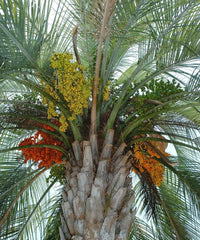 Jelly Palm, Butia Palm, Pindo Palm, Butia Capitata, Palm Tree, Ornamental Tree, Landscaping Tree, Bagwani Nursery, Wholesale Plant Supplier, Wholesale Plant Nursery, Nursery in India, Landscaping Company in India, Plant Exporter in India 