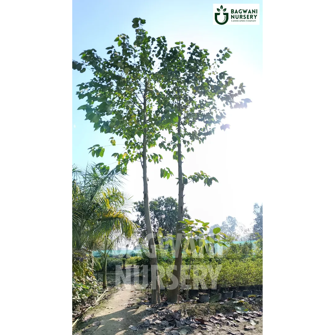 Buy Kadamba Timber Tree Online | Neolamarckia Cadamba | Bagwani Nurser ...