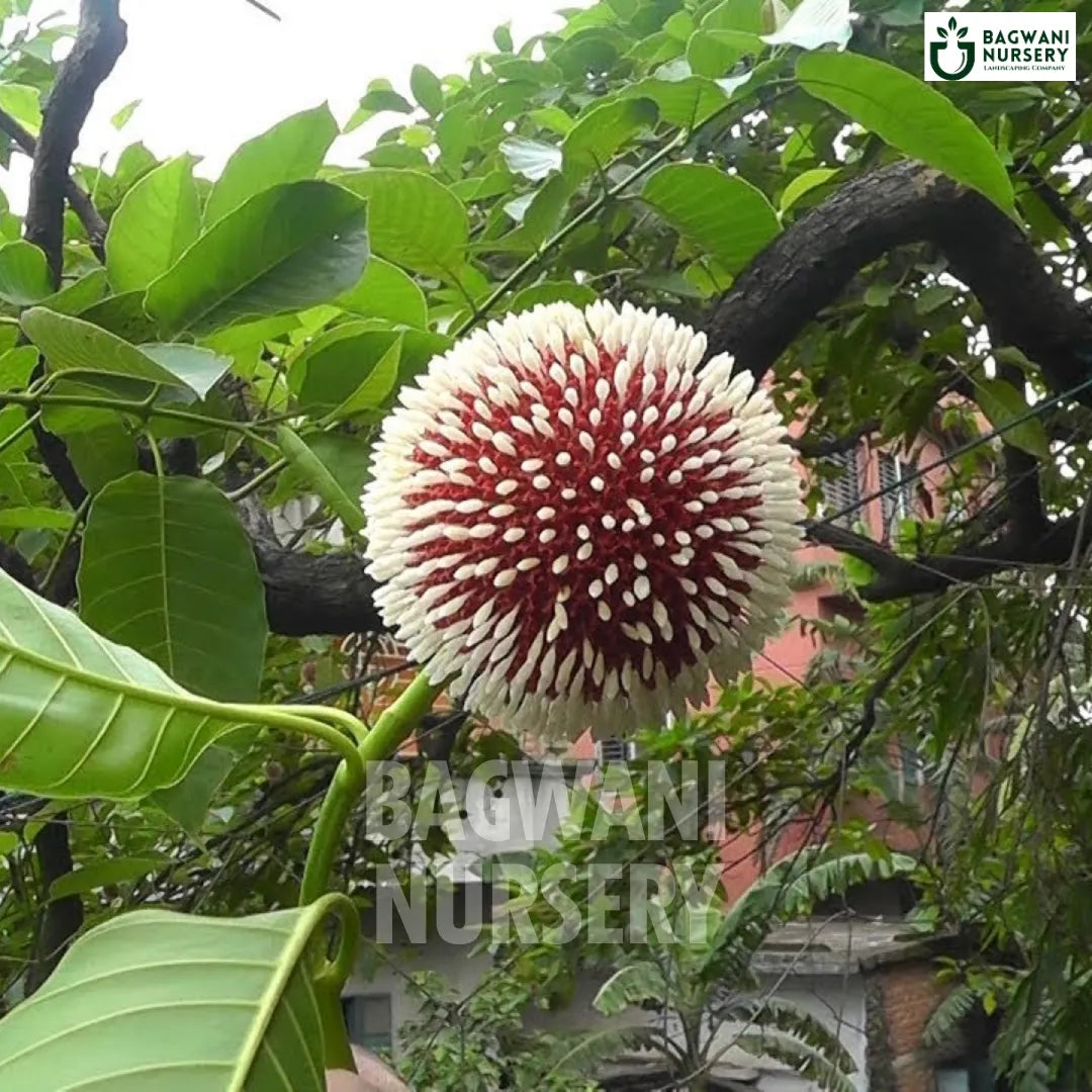 Buy Kadamba Timber Tree Online | Neolamarckia Cadamba | Bagwani Nurser ...