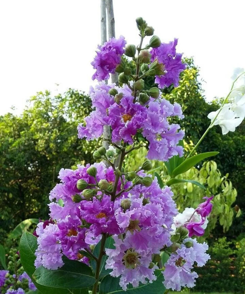 Crape Myrtle, Lagerstroemia speciosa, Crepe Myrtle, Pride of India, Crape Myrtle Tree, Ornamental Trees, Landscaping Trees, Flowering Trees, Garden Trees, Avenue Trees, Outdoor Plants, Landscape Plants, Crape Myrtle India, Crape Myrtle Supplier, Wholesale Ornamental Trees, Bagwani Nursery, Wholesale Plant Supplier, Landscaping company, Plant Exporters in India 