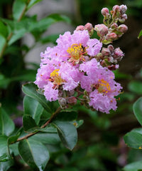 Crepe Myrtle, Lagerstroemia indica, Crepe Myrtle India, Lagerstroemia tree, flowering trees India, summer flowering tree, ornamental trees India, garden flowering trees, avenue plantation trees, residential landscaping plants, commercial landscaping trees, pink flowering tree, purple flowering tree, white crepe myrtle, crepe myrtle varieties, Bagwani Nursery plants, wholesale flowering trees, crepe myrtle supplier, Lagerstroemia indica wholesale, landscaping plants India, Bagwani Nursery, Nursery in India