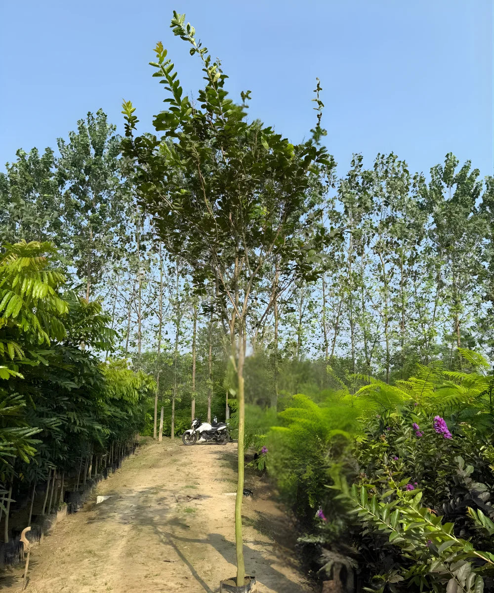 Crepe Myrtle, Lagerstroemia indica, Crepe Myrtle India, Lagerstroemia tree, flowering trees India, summer flowering tree, ornamental trees India, garden flowering trees, avenue plantation trees, residential landscaping plants, commercial landscaping trees, pink flowering tree, purple flowering tree, white crepe myrtle, crepe myrtle varieties, Bagwani Nursery plants, wholesale flowering trees, crepe myrtle supplier, Lagerstroemia indica wholesale, landscaping plants India, Bagwani Nursery, Nursery in India