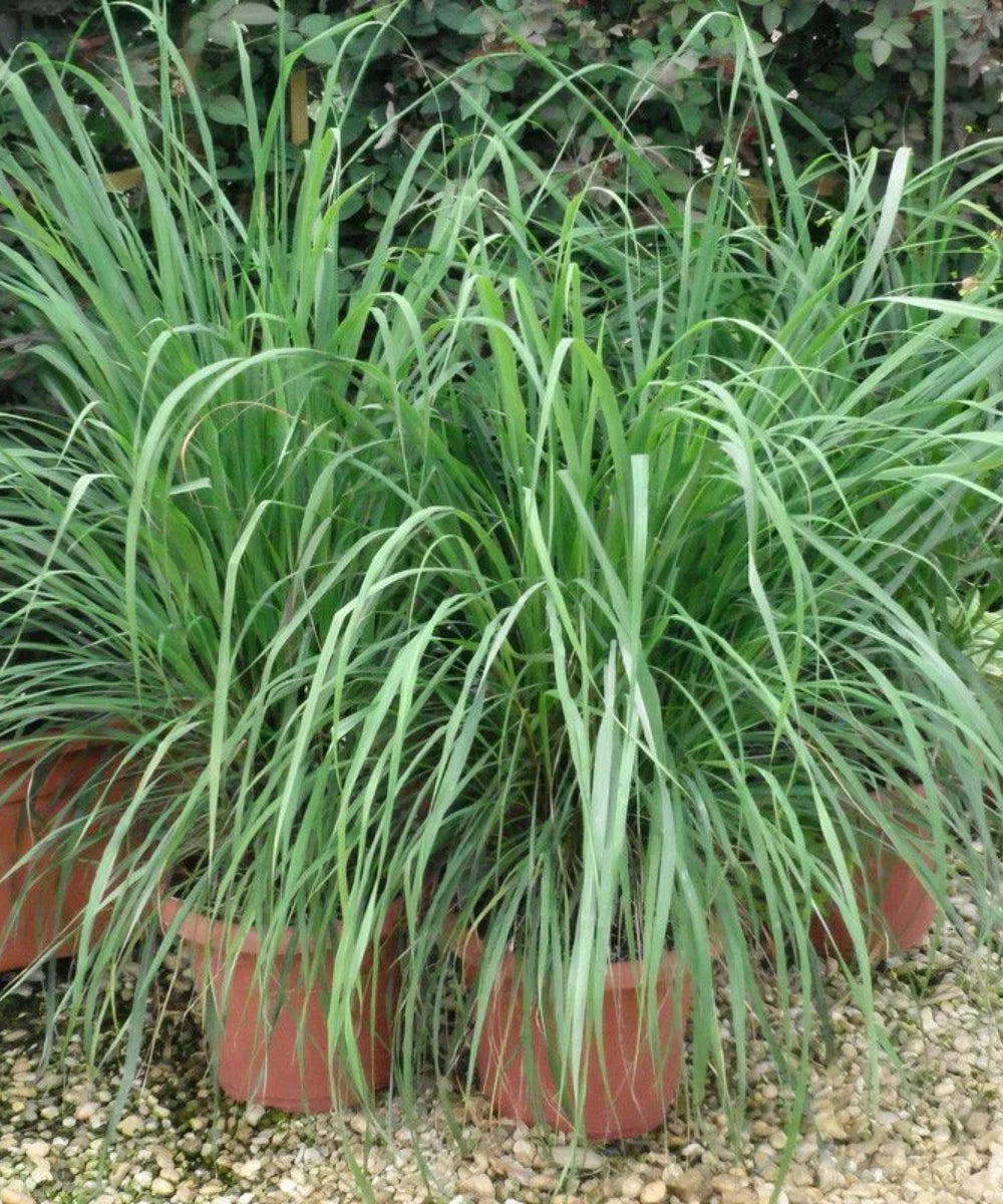 citronella grass, Lemon Grass , Cymbopogon, Bagwani Nursery
