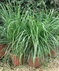 citronella grass, Lemon Grass , Cymbopogon, Bagwani Nursery