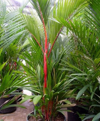 Lipstick Palm, Cyrtostachys renda, sealing wax palm, Red Palm, Palm Tree, Ornamental Tree, Landscaping Trees, Bagwani Nursery, Wholesale Plant Supplier, Wholesale Nursery Plant, Nursery in India, Plant Exporter in India