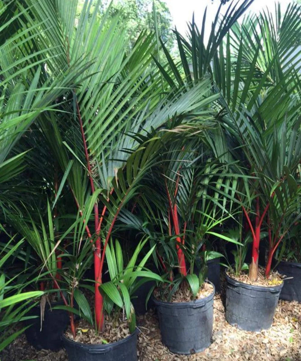Lipstick Palm, Cyrtostachys renda, sealing wax palm, Red Palm, Palm Tree, Ornamental Tree, Landscaping Trees, Bagwani Nursery, Wholesale Plant Supplier, Wholesale Nursery Plant, Nursery in India, Plant Exporter in India