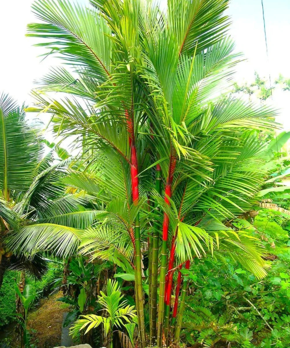 Lipstick Palm, Cyrtostachys renda, sealing wax palm, Red Palm, Palm Tree, Ornamental Tree, Landscaping Trees, Bagwani Nursery, Wholesale Plant Supplier, Wholesale Nursery Plant, Nursery in India, Plant Exporter in India