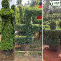 Malpighia Topiary | Malpighia Cone | Malpighia Spiral | Malpighia Ball | Bagwani Nursery | Wholesale Plant Supplier