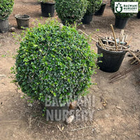 Malpighia Topiary | Malpighia Cone | Malpighia Spiral | Malpighia Ball | Bagwani Nursery | Wholesale Plant Supplier