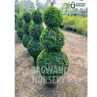 Malpighia Topiary | Malpighia Cone | Malpighia Spiral | Malpighia Ball | Bagwani Nursery | Wholesale Plant Supplier