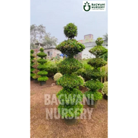 Malpighia Topiary | Malpighia Cone | Malpighia Spiral | Malpighia Ball | Bagwani Nursery | Wholesale Plant Supplier