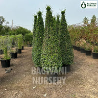 Malpighia Topiary | Malpighia Cone | Malpighia Spiral | Malpighia Ball | Bagwani Nursery | Wholesale Plant Supplier