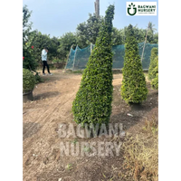 Malpighia Topiary | Malpighia Cone | Malpighia Spiral | Malpighia Ball | Bagwani Nursery | Wholesale Plant Supplier