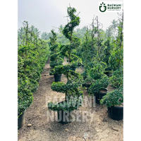 Malpighia Topiary | Malpighia Cone | Malpighia Spiral | Malpighia Ball | Bagwani Nursery | Wholesale Plant Supplier