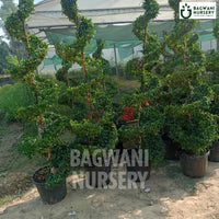 Malpighia Topiary | Malpighia Cone | Malpighia Spiral | Malpighia Ball | Bagwani Nursery | Wholesale Plant Supplier