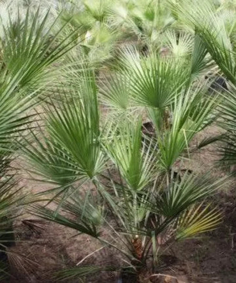 Mazari Palm, Nannorrhops ritchiana, Palm Tree, Ornamental Tree, Landscaping Tree, Bagwani Nursery, Wholesale Plant Supplier, Wholesale Plant Nursery, Nursery in India, Landscaping Company in India, Plant Exporter in India  