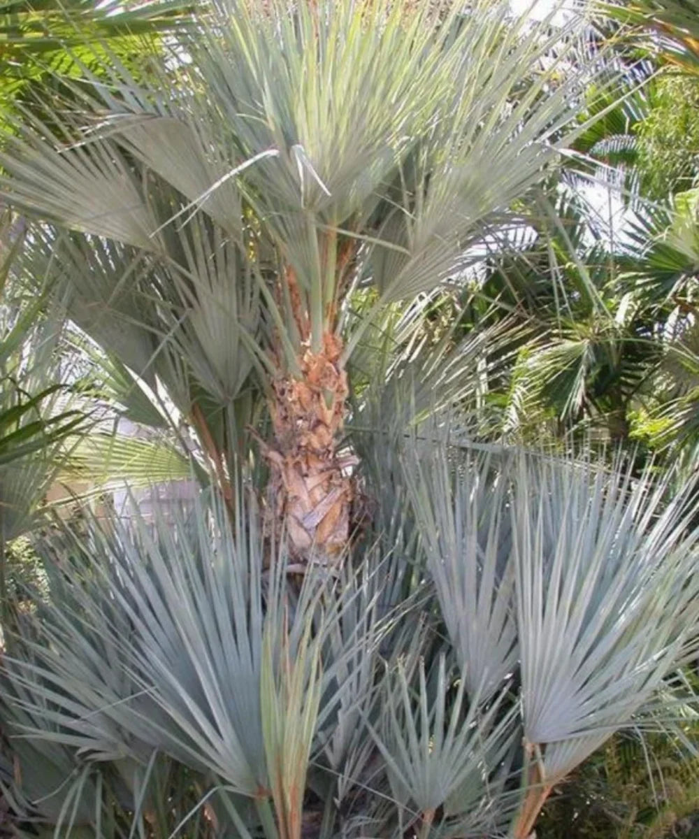 Mazari Palm, Nannorrhops ritchiana, Palm Tree, Ornamental Tree, Landscaping Tree, Bagwani Nursery, Wholesale Plant Supplier, Wholesale Plant Nursery, Nursery in India, Landscaping Company in India, Plant Exporter in India  