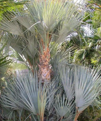 Mazari Palm, Nannorrhops ritchiana, Palm Tree, Ornamental Tree, Landscaping Tree, Bagwani Nursery, Wholesale Plant Supplier, Wholesale Plant Nursery, Nursery in India, Landscaping Company in India, Plant Exporter in India  