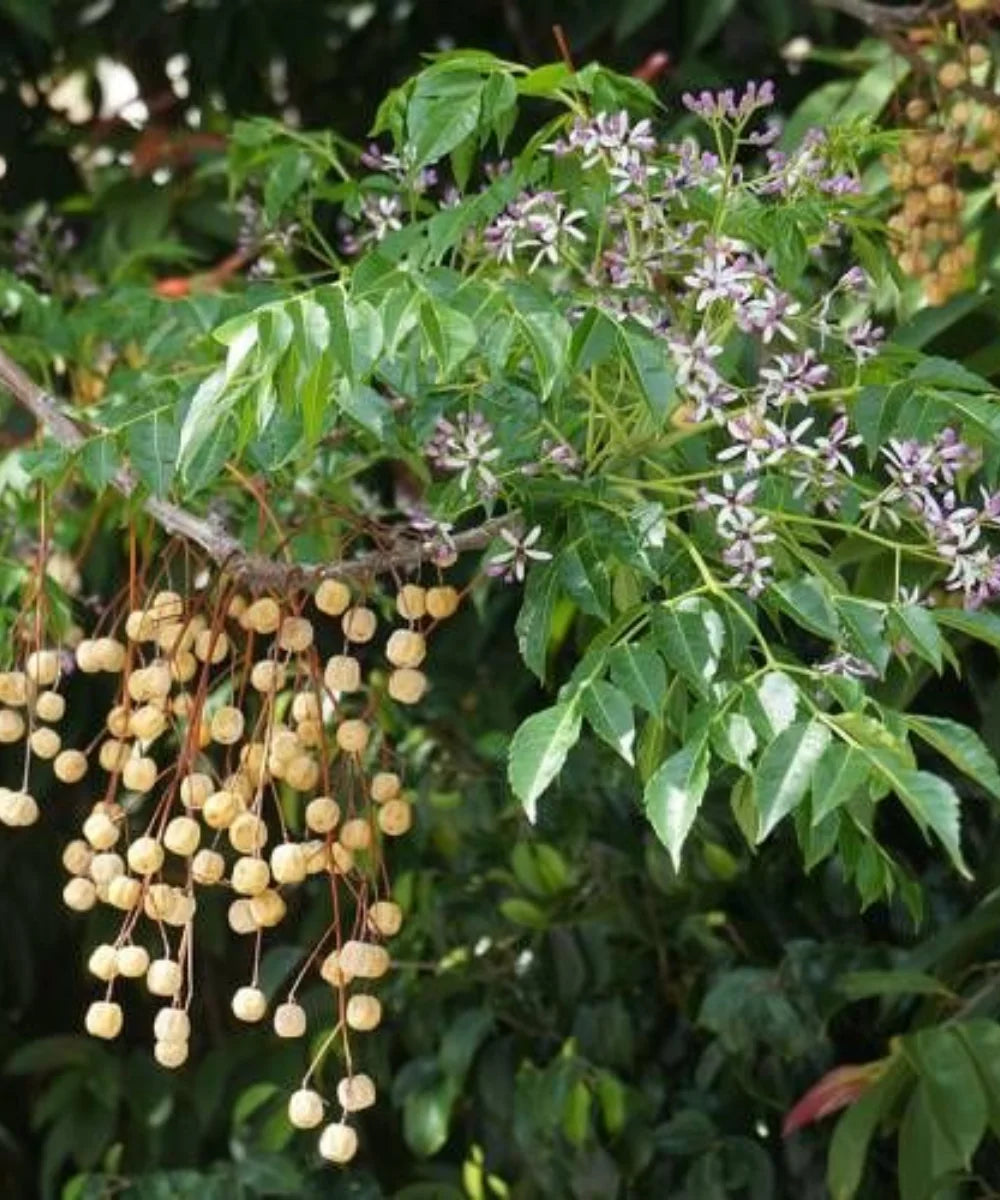 Chinaberry Tree, Bead Tree, Persian Lilac, Melia azedarach , Timber Tree, Avenue Tree, Ornamental Tree, Landscaping Tree, Saharanpur Nursery, Wholesale Plant Supplier, Wholesale Plant Nursery, Nursery in India, Landscaping Company in India, Plant Exporter in India 