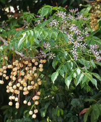 Chinaberry Tree, Bead Tree, Persian Lilac, Melia azedarach , Timber Tree, Avenue Tree, Ornamental Tree, Landscaping Tree, Saharanpur Nursery, Wholesale Plant Supplier, Wholesale Plant Nursery, Nursery in India, Landscaping Company in India, Plant Exporter in India 