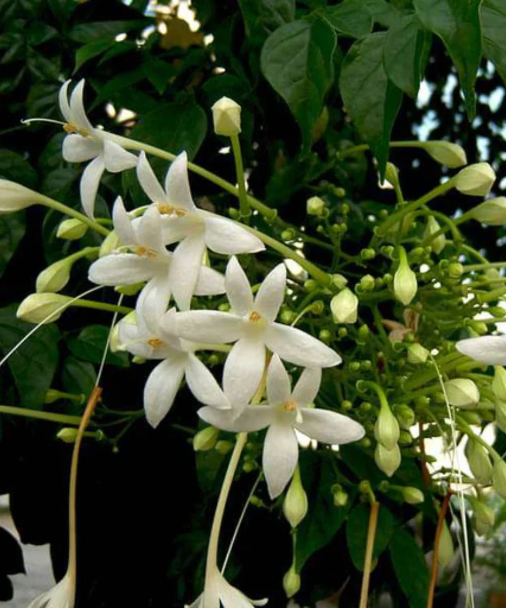 Millingtonia, Millingtonia hortensis, Indian Cork Tree, Tree Jasmine, Ornamental Trees, Fragrant Trees, Landscaping Trees, Avenue Trees, Outdoor Trees, Garden Trees, Fast-Growing Trees, Tall Landscaping Trees, Millingtonia India, Indian Cork Tree Supplier, Millingtonia for Landscaping, Bagwani Nursery, Landscaping Company, Wholesale Plant Supplier, Plant Exporters in India 