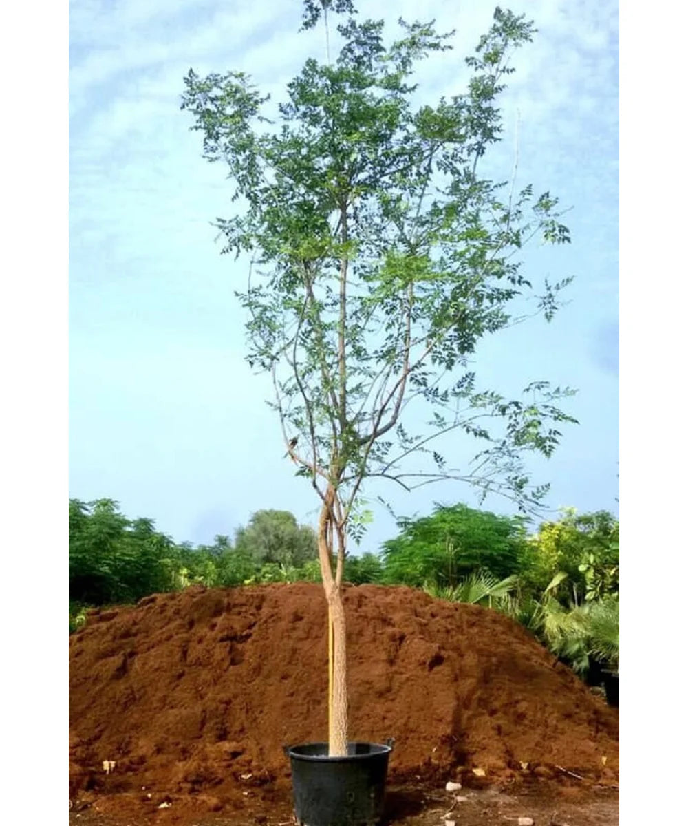 Millingtonia, Millingtonia hortensis, Indian Cork Tree, Tree Jasmine, Ornamental Trees, Fragrant Trees, Landscaping Trees, Avenue Trees, Outdoor Trees, Garden Trees, Fast-Growing Trees, Tall Landscaping Trees, Millingtonia India, Indian Cork Tree Supplier, Millingtonia for Landscaping, Bagwani Nursery, Landscaping Company, Wholesale Plant Supplier, Plant Exporters in India 