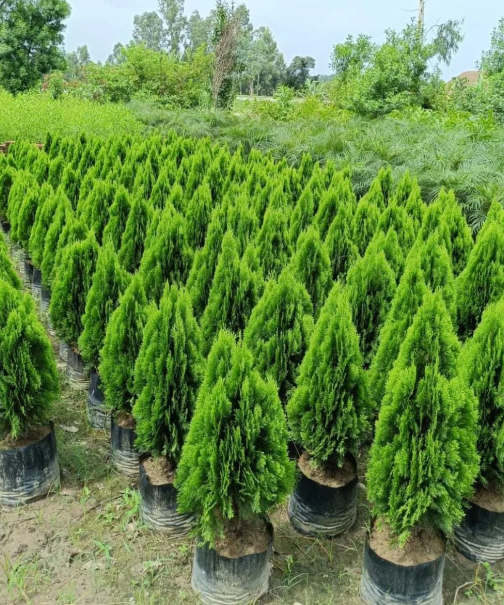Platycladus orientalis, Morpankhi plant, Thuja Plant, Oriental arborvitae, Bagwani Nursery 