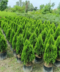 Platycladus orientalis, Morpankhi plant, Thuja Plant, Oriental arborvitae, Bagwani Nursery 