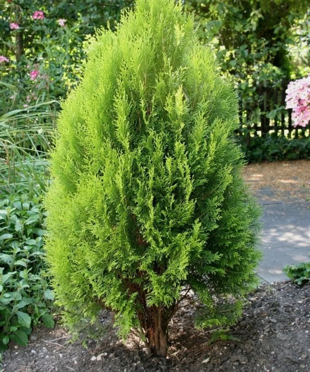 Platycladus orientalis, Morpankhi plant, Thuja Plant, Oriental arborvitae, Bagwani Nursery 