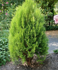 Platycladus orientalis, Morpankhi plant, Thuja Plant, Oriental arborvitae, Bagwani Nursery 