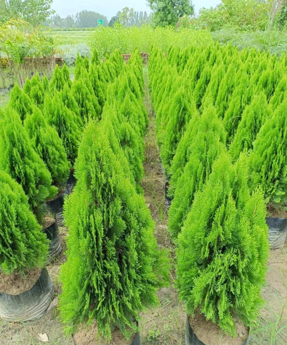 Platycladus orientalis, Morpankhi plant, Thuja Plant, Oriental arborvitae, Bagwani Nursery 