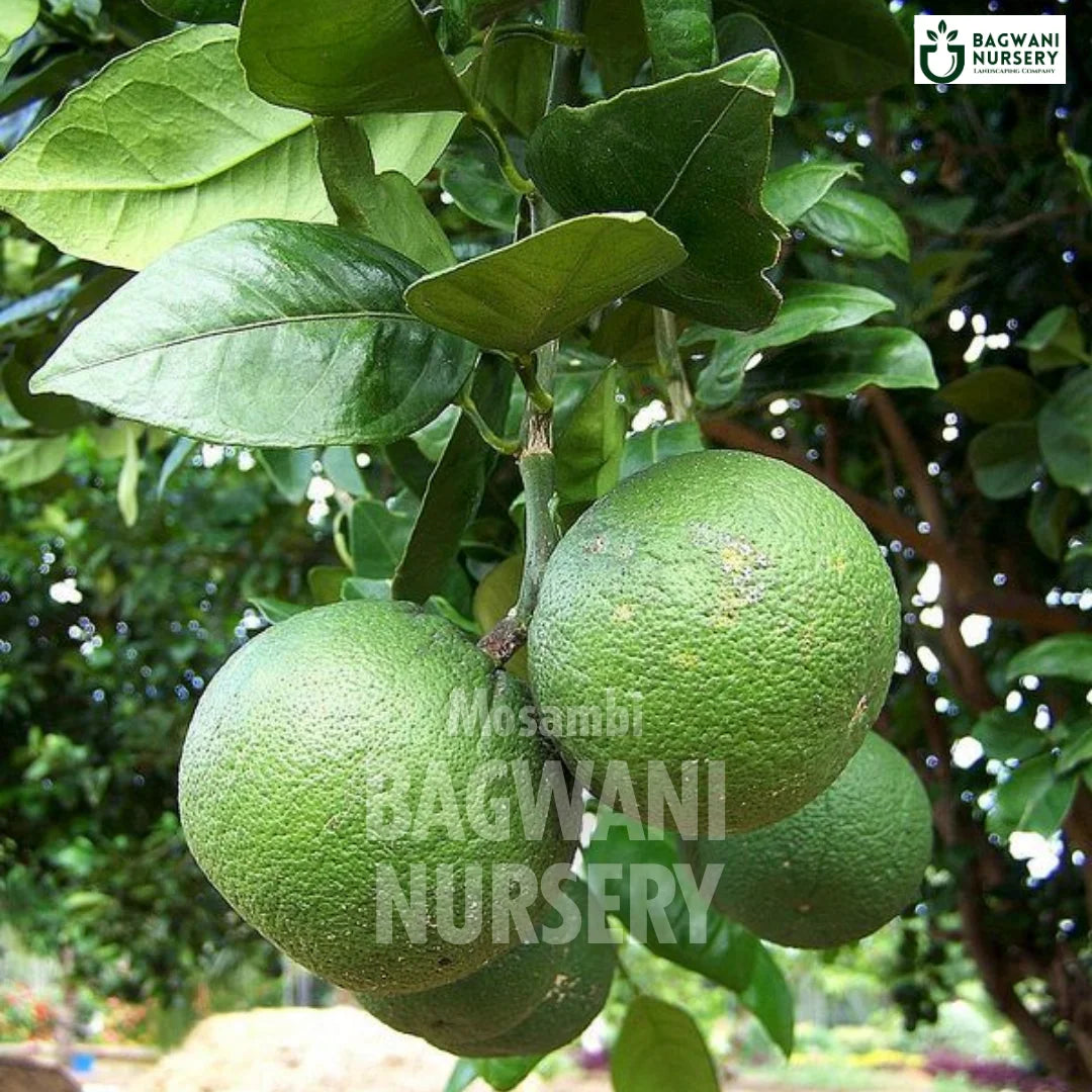 Buy Mosambi Fruit Tree Online | Citrus Limetta | Sweet Lemon | Bagwani ...