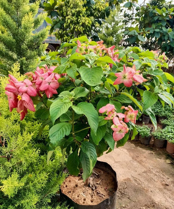 Mussaenda , Mussaenda erythrophylla, Ashanti blood, red flag bush, Bagwani Nursery