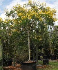 Peltophorum pterocarpum, Yellow Flame Tree, Yellow Poinciana, Copperpod Tree, Ornamental Trees, Flowering Trees, Landscaping Trees, Avenue Trees, Outdoor Shade Trees, Garden Trees, Fast-Growing Trees, Tropical Landscaping Trees, Bagwani Nursery, Landscaping Company, Plant Exporters in India