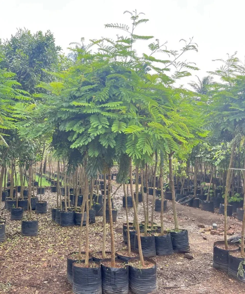 Peltophorum pterocarpum, Yellow Flame Tree, Yellow Poinciana, Copperpod Tree, Ornamental Trees, Flowering Trees, Landscaping Trees, Avenue Trees, Outdoor Shade Trees, Garden Trees, Fast-Growing Trees, Tropical Landscaping Trees, Bagwani Nursery, Landscaping Company, Plant Exporters in India