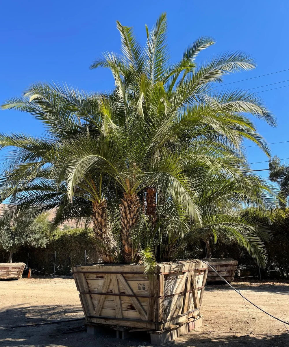 Phoenix Reclinata, Senegal Date Palm, Reclinata Palm, Palm Tree, Ornamental Tree, Landscaping Tree, Saharanpur Nursery, Wholesale Plant Supplier, Wholesale Plant Nursery, Nursery in India, Landscaping Company in India, Plant Exporter in India 
