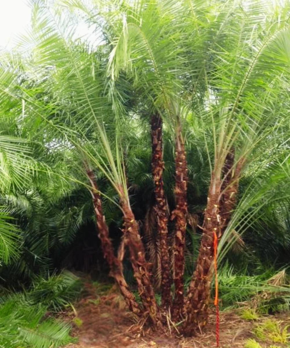 Phoenix Reclinata, Senegal Date Palm, Reclinata Palm, Palm Tree, Ornamental Tree, Landscaping Tree, Saharanpur Nursery, Wholesale Plant Supplier, Wholesale Plant Nursery, Nursery in India, Landscaping Company in India, Plant Exporter in India 