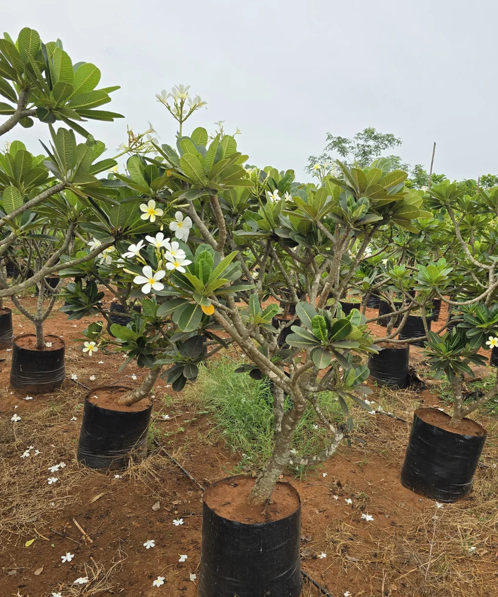Plumeria Alba, Frangipani, Champa tree, Bagwani Nursery 