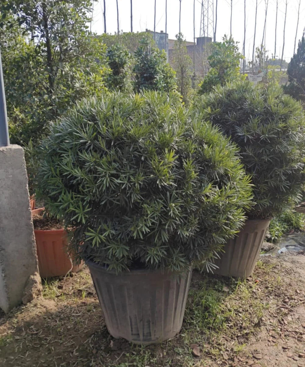 Podocarpus, Podocarpus Macrophyllus, Fern Pine, Ornamental Plant, Topiary Plant, Hedge Plant, Bagwani Nursery, Wholesale Plant Supplier, Wholesale Plant Nursery, Nursery in India, Plant Nursery in India, Nursery in India, Landscaping Company in India, Plant Exporter in India 