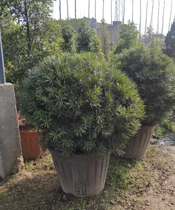 Podocarpus, Podocarpus Macrophyllus, Fern Pine, Ornamental Plant, Topiary Plant, Hedge Plant, Bagwani Nursery, Wholesale Plant Supplier, Wholesale Plant Nursery, Nursery in India, Plant Nursery in India, Nursery in India, Landscaping Company in India, Plant Exporter in India 
