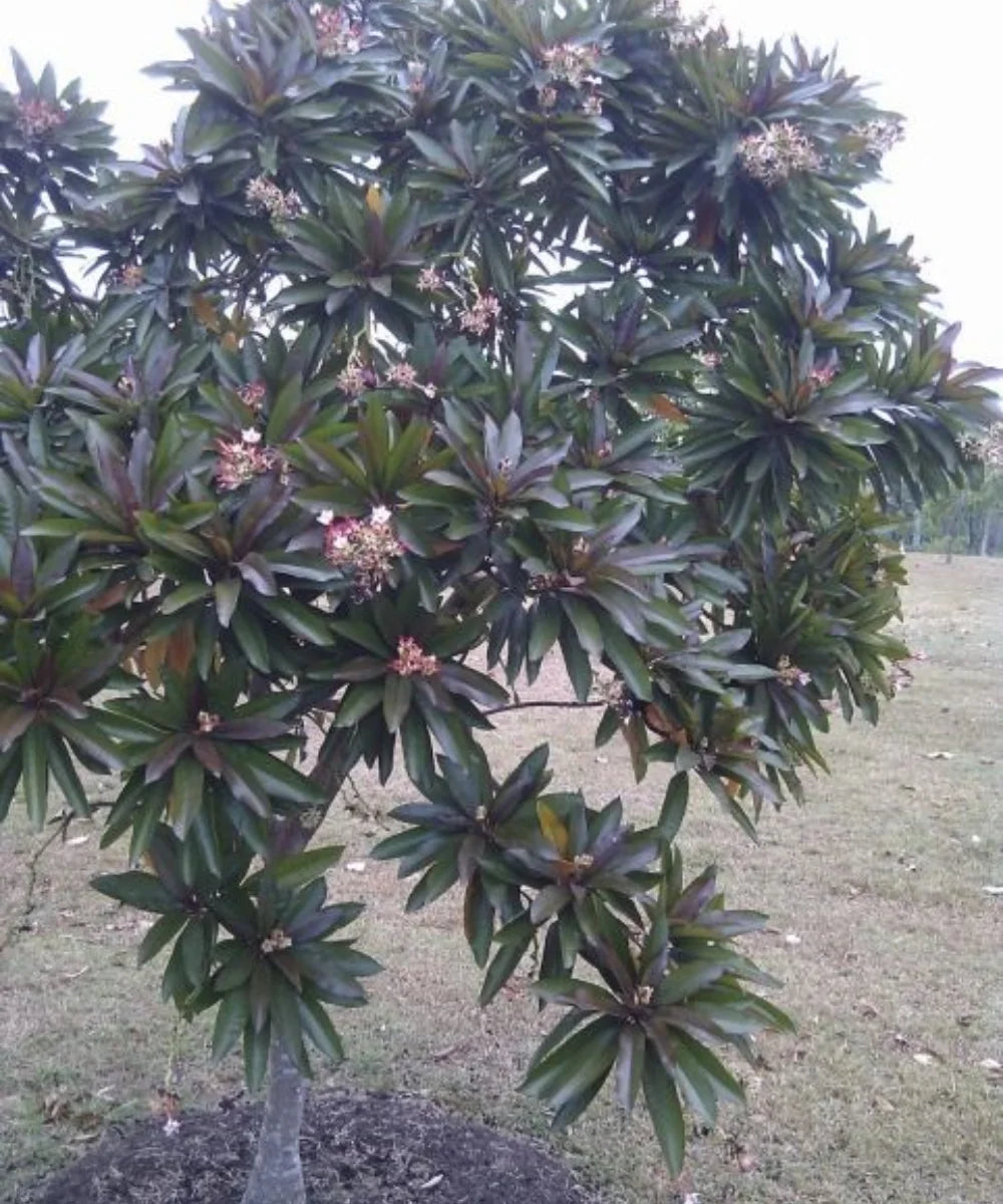 Pong Pong Champa, Cerbera odollam, Suicide tree, Bagwani Nursery