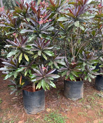 Pong Pong Champa, Cerbera odollam, Suicide tree, Bagwani Nursery