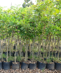 Pongamia glabra, Pongame Oiltree, Pongam Tree, Indian Beech Tree, Ornamental Trees, Landscaping Trees, Avenue Trees, Fast Growing Trees, Shade Trees, Flowering Trees, Eco-Friendly Trees, Nitrogen-Fixing Trees, Tropical Landscaping Trees, Urban Landscaping Trees, Pongamia Tree India, Pongam Tree Supplier, Landscaping Plants India, Wholesale Ornamental Trees, Bagwani Nursery, Landscaping Company, Wholesale Plants Supplier, Plant Exporter in India 