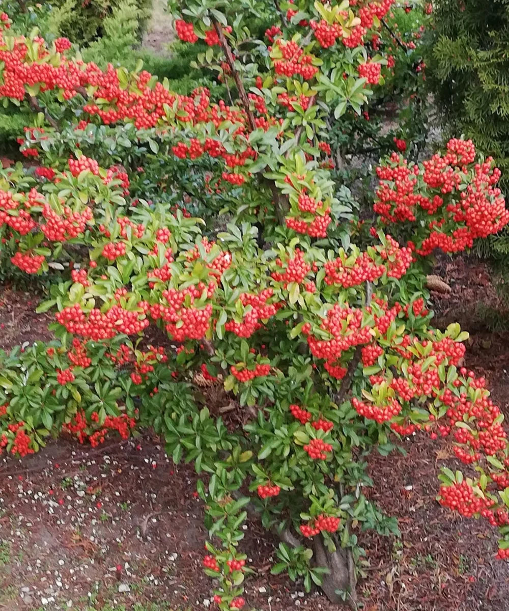 Pyracantha coccinea, Scarlet firethorn, Ornamental Shrub, Landscaping Plant, Bagwani Nursery, Wholesale Plant Supplier, Wholesale Plant Nursery, Nursery in India, Landscaping Company in India, Plant Exporter in India 