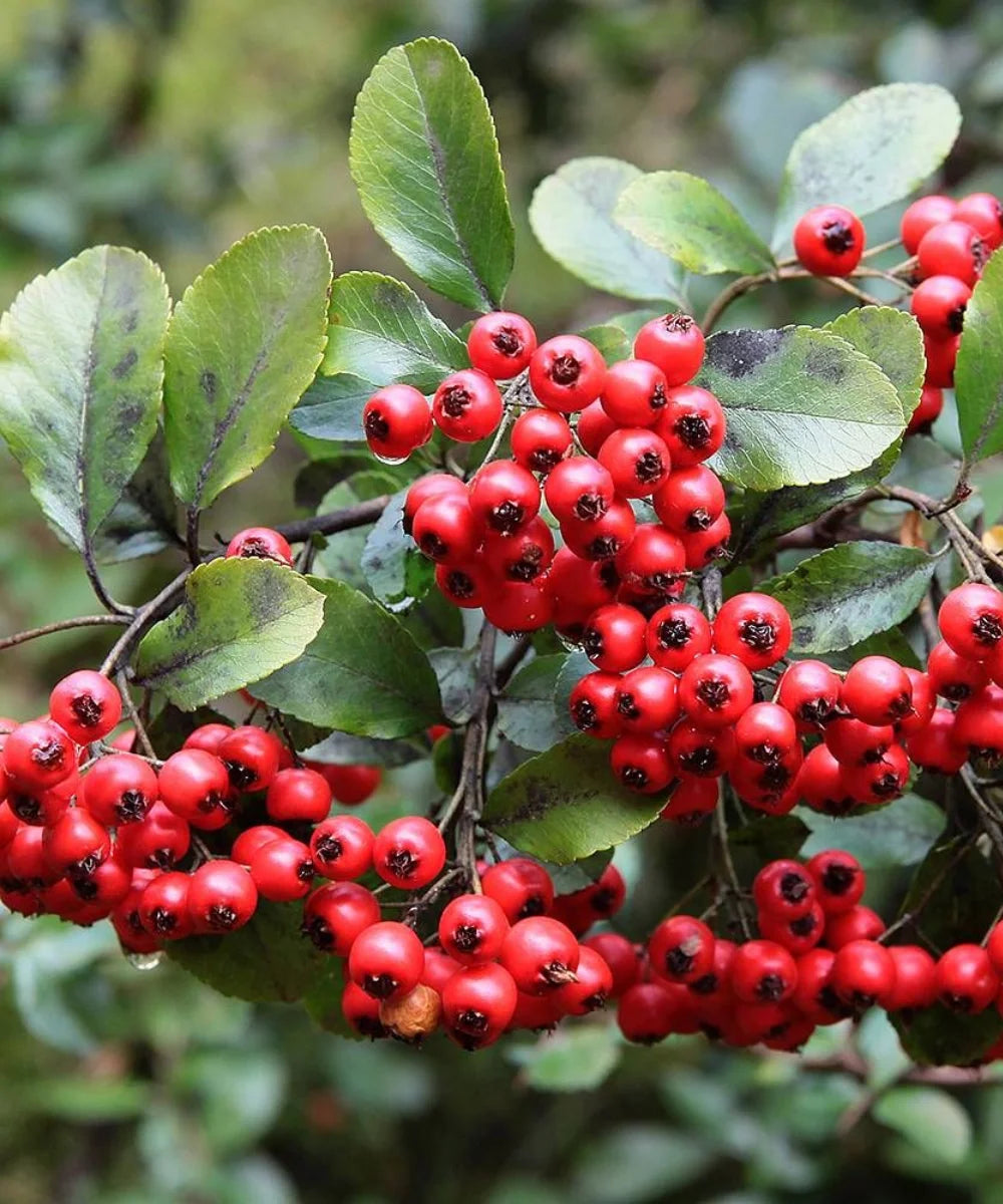 Pyracantha coccinea, Scarlet firethorn, Ornamental Shrub, Landscaping Plant, Bagwani Nursery, Wholesale Plant Supplier, Wholesale Plant Nursery, Nursery in India, Landscaping Company in India, Plant Exporter in India 