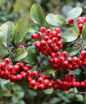 Pyracantha coccinea, Scarlet firethorn, Ornamental Shrub, Landscaping Plant, Bagwani Nursery, Wholesale Plant Supplier, Wholesale Plant Nursery, Nursery in India, Landscaping Company in India, Plant Exporter in India 